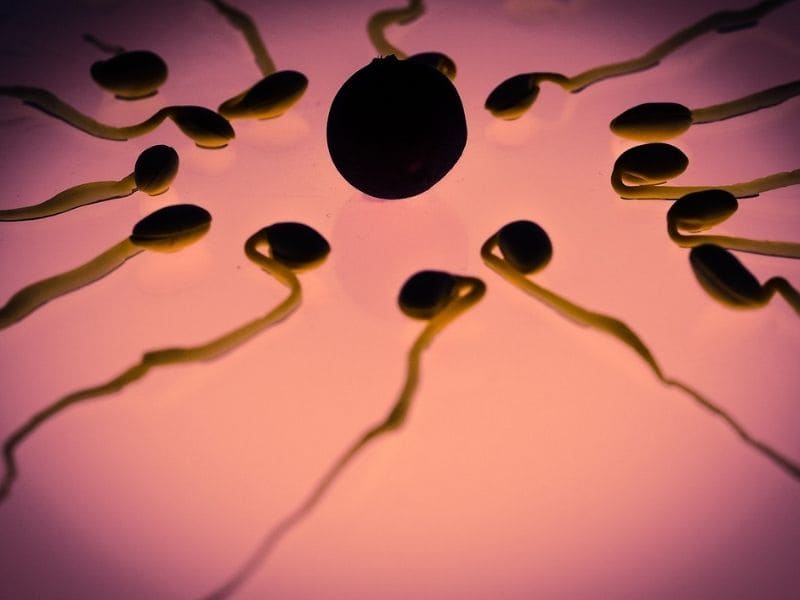 healthy ovulation