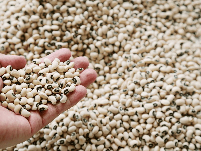 Legumes 