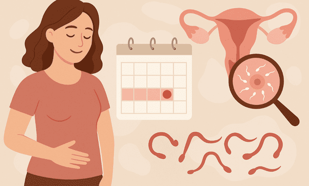 Ovulation And Fertility Timing Your Conception