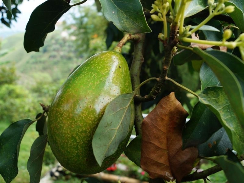 avocados