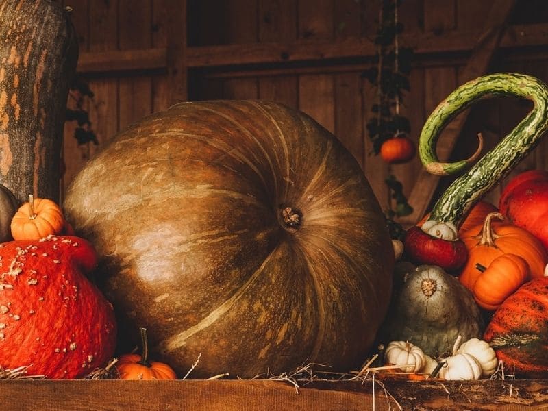 pumpkin