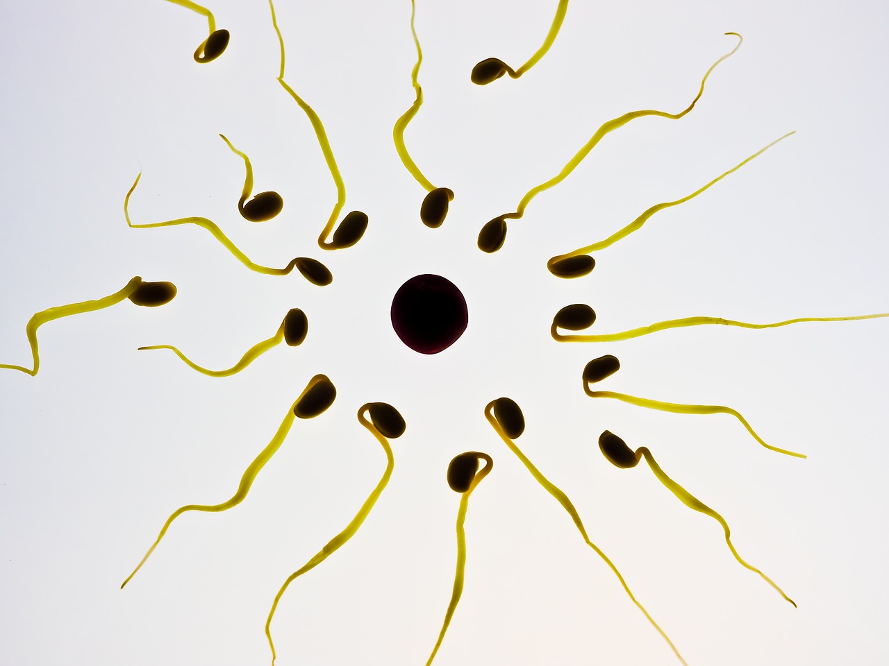 regulating ovulation