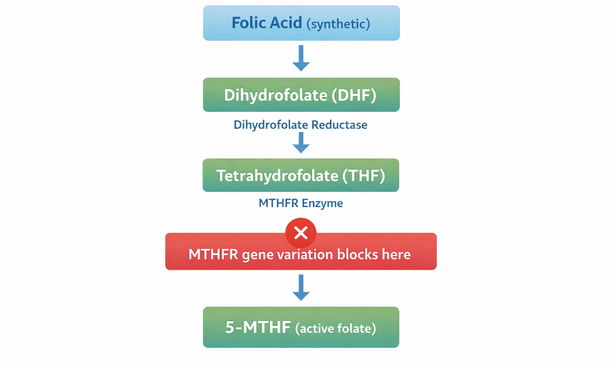 Folic Acid Conversion Flowchart