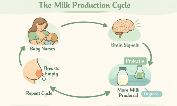 Milk Production Cycle Diagram