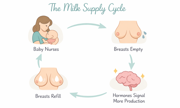 Milk Supply Cycle