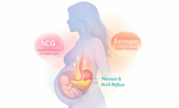Pregnancy Hormones Illustration