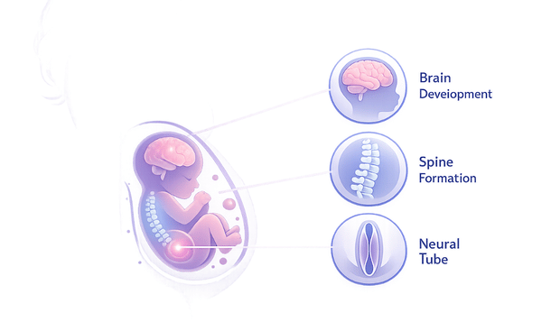 Folic Acid Benefits