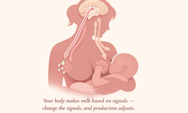 Breastfeeding Hormone Flow